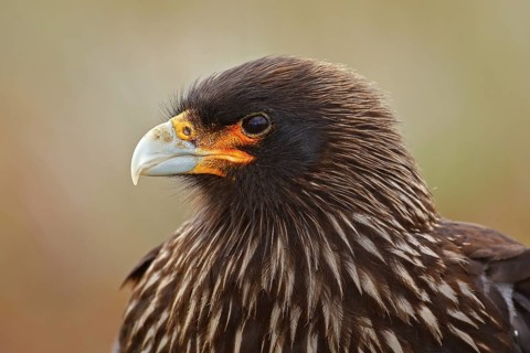Caracara sitting in the grass in Falkland Islands, Argentina. Caracara in the nature habitat.