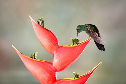 Bronze-tailed Plumeleteer (Chalybura urochrysia) males feeding at flower nectar, Costa Rica