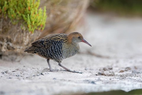 Lewin's Rail (Lewinia pectoralis) male, Victoria, Australia