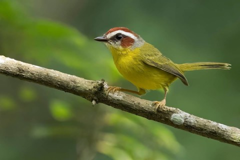 Chestnut-capped Warbler (Basileuterus rufifrons) perched on a branch in Panama