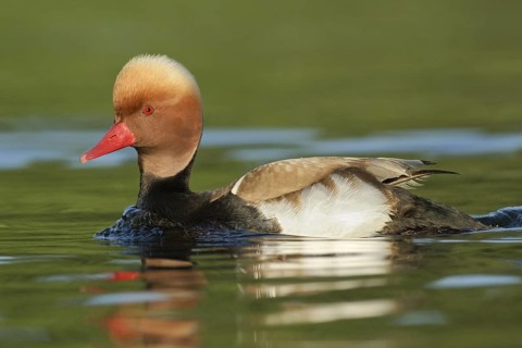 Red-crested Pochard (Netta rufina) male, Brandenburg, Germany