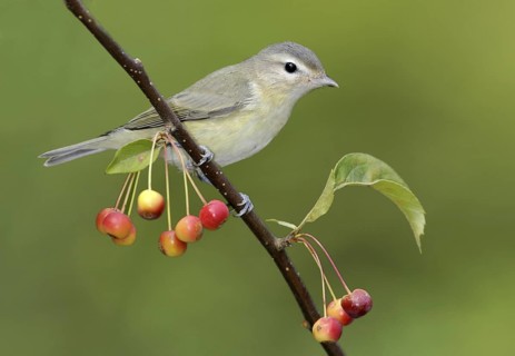 Warbling Vireo (Vireo gilvus), British Columbia, Canada