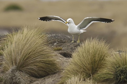 Kelp Gull (Larus dominicanus), New Zealand