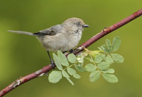American Bushtit (Psaltriparus minimus), Canada