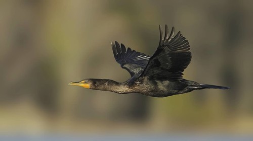 Double-crested Cormorant (Phalacrocorax auritus), Canada