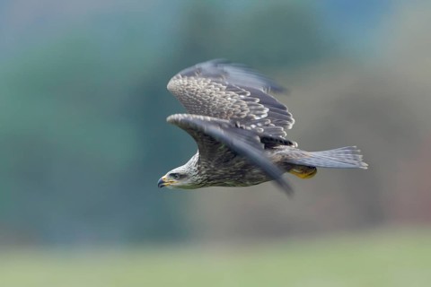 Schwarzmilan; lat. Milvus migrans migrans.; Jungvogel im Flug über einer Wiese