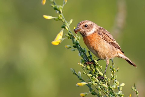 European Stonechat (Saxicola rubicola) female perched on broom with insect in beak, Saxony-Anhalt,