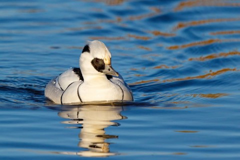 Smew (Mergellus albellus) male, Netherlands