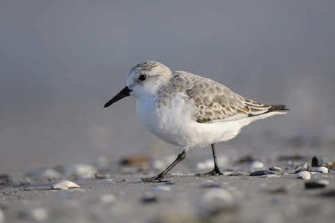 Sanderling (Calidris alba), Sanderling, Altvogel im Schlichtkleid, am Strand der Ostsee, auf
