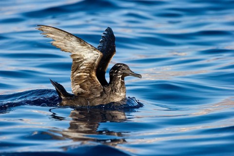 Sooty Shearwater (Ardenna grisea), Eilat, Israel