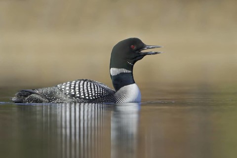 Great Northern Loon (Gavia immer), British Columbia, Canada