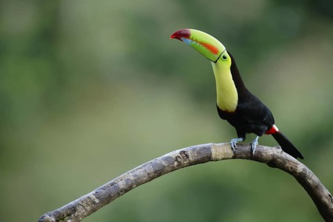 Keel-billed Toucan (Ramphastos sulfuratus), Costa Rica