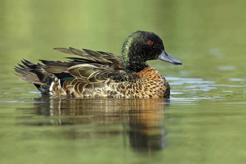 Chestnut Teal (Anas castanea), Victoria, Australia