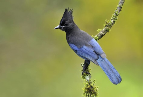 Steller's Jay (Cyanocitta stelleri), British Columbia, Canada
