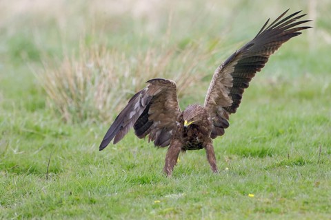 Schreiadler, lat. Aquila pomarina, auf einer Wiese bei der Nahrungssuche mit geöffneten Flügeln