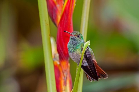 Rufous tailed Hummingbird Amazilia tzacatl San Jose, COSTA RICA 2 November Adult Male Trochilidae