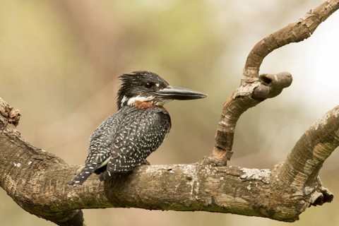 Giant Kingfisher (Megaceryle maxima) male, Gambia