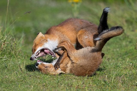 Red Fox (Vulpes vulpes) two young fighting and playing in grassland, Netherlands