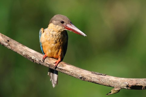 Stork-billed Kingfisher (Pelargopsis capensis), Sri Lanka