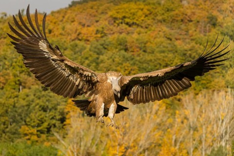Griffon Vulture (Gyps fulvus), adult landing with open wings, Castilla Leon, Spain
