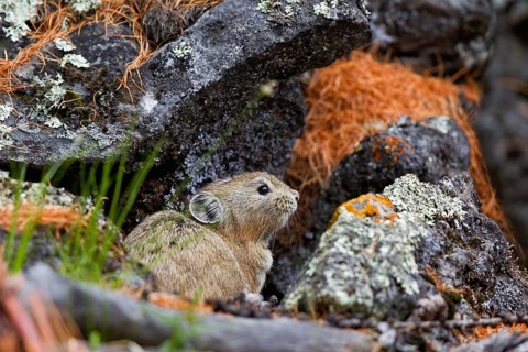 Pfeifhase (Ochotona dauurica), sitzt in Höhleneingang, Khuvsgul See, Chöwsgöl, Mongolei