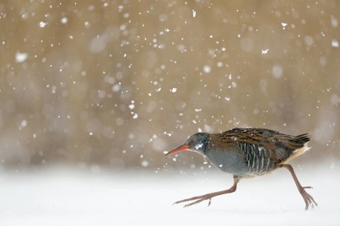 Water Rail (Rallus aquaticus) running on ice, Netherlands