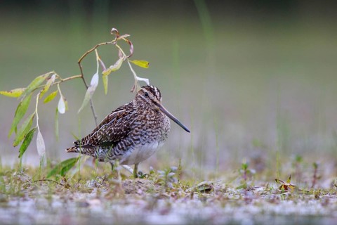 Common Snipe (Gallinago gallinago) foraging, North Rhine-Westphalia, Germany