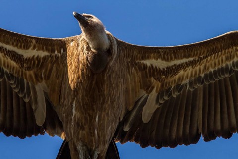Griffon Vulture (Gyps fulvus) flying, Extremadura, Spain
