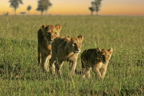 Löwe (Panthera leo), Löwenrudel mit Weibchen und Jungtieren durchstreifen zusammen die Savanne,