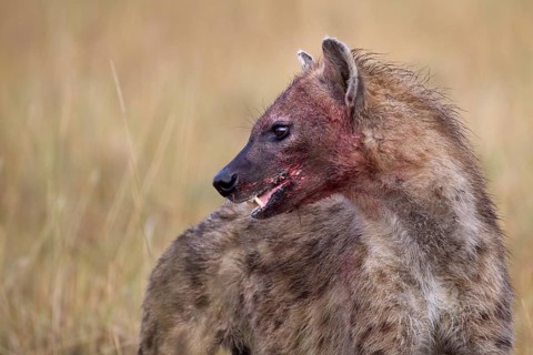 Spotted Hyena (Crocuta crocuta) with blood-smeared face, Sabi Sands, South Afrika