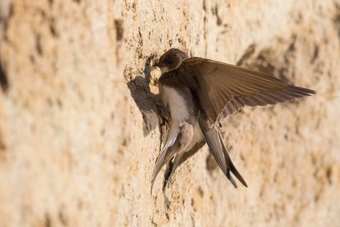 Sand Martin (Riparia riparia) building nest hole, North Rhine-Westphalia, Germany