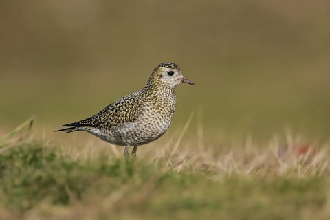 European Golden Plover (Pluvialis apricaria), Schleswig-Holstein, Germany