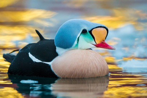 King Eider (Somateria spectabilis) male, Finnmark, Norway