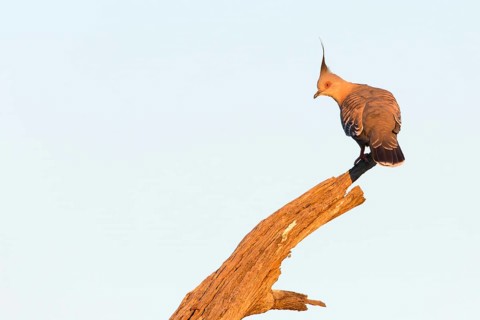 Crested Pigeon (Ocyphaps lophotes), Victoria, Australia