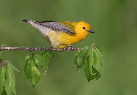 Prothonotary Warbler (Protonotaria citrea) male perched on a twig, Texas, USA
