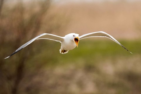 Caspian Gull (Larus cachinnans) calling in flight, Romania