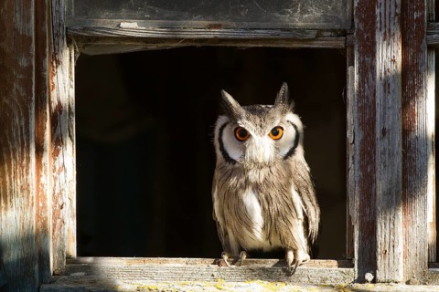 Southern White-faced Owl (Ptilopsis granti) captive, Germany