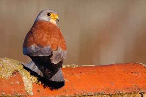 Lesser Kestrel (Falco naumanni) male, Extremadura, Spain