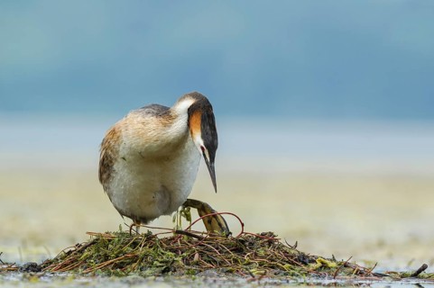 Great Crested Grebe (Podiceps cristatus) on nest, Piedmont, Italy