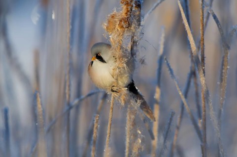 Bearded Reedling (Panurus biarmicus) male feeding on cattail seed, Thuringia, Germany