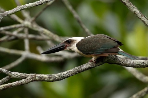 Great-billed Kingfisher (Pelargopsis melanorhyncha) perched on a branch, North Sulawesi, Indonesia