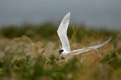 Sandwich Tern (Thalasseus sandvicensis) flying with fish in its beak, Farne Islands, United Kingdom