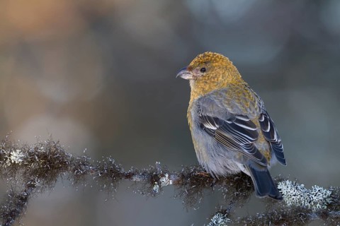Pine Grosbeak - Hakengimpel - Pinicola enucleator, Finland
