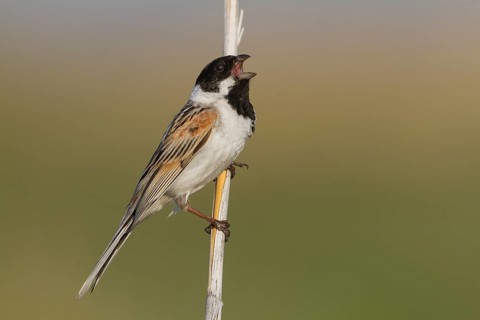 Reed Bunting - Rohrammer - Emberiza schoeniclus ssp. pyrrhuloides, Kazakhstan, adult male