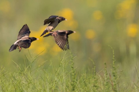 Rose-coloured Starling - Rostenstar - Pastor roseus, Kyrgyzstan