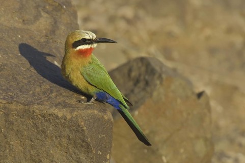 White-fronted Bee-eater (Merops bullockoides), Botswana