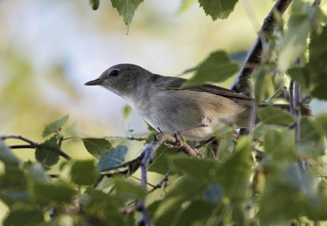 Garden Warbler (Sylvia borin), Mecklenburg-Western Pomerania, Germany