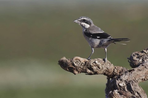Southern Grey Shrike (Lanius meridionalis), Extremadura, Spain