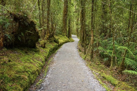 A winding path runs through a lush forest full of huge, mossy trees, summer, Lake Matheson, Fox