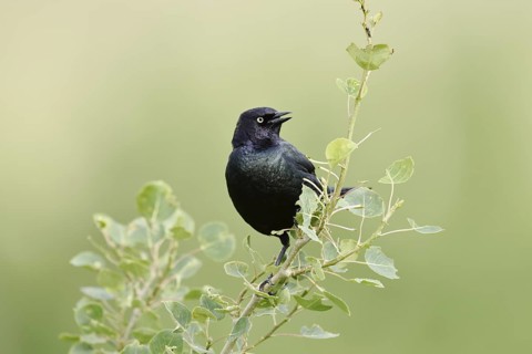 Purple Blackbird (Euphagus cyanocephalus), singing male, Waterton Lakes National Park, Alberta,